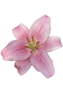 ASIATIC LILY BRINDISI