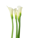 CALLA LILIES