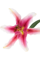 ORIENTAL LILY JOOP