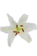 ASIATIC LILY LITOUWEN