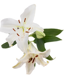 ASIATIC LILY LITOUWEN