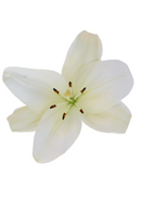 ORIENTAL LILY PREMIUM BLOND