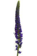 SKYLER PURPLE