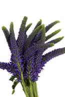 SKYLER PURPLE