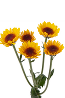 BUTTON POM SOLAR ECLIPSE