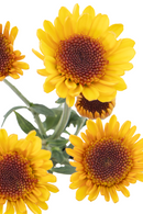 BUTTON POM SOLAR ECLIPSE