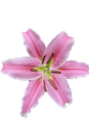 ORIENTAL LILY SORBONNE