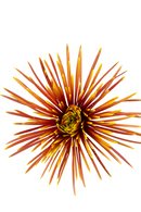 SPIDER MUM CHISPA