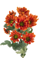 DAISY MANAGUA ORANGE