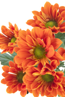 DAISY MANAGUA ORANGE