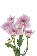 CUSHION SWEET DREAMS