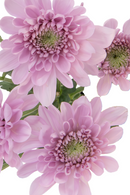 CUSHION SWEET DREAMS