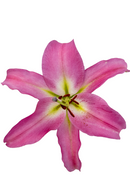 ORIENTAL LILY TABLEDANCE