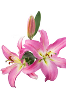 ORIENTAL LILY TABLEDANCE