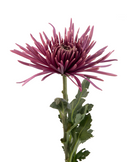 SPIDER MUM TIANA DARK