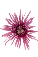 SPIDER MUM TIANA DARK