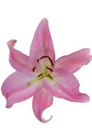 ASIATIC LILY TIRRENO