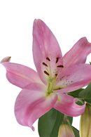 ASIATIC LILY TIRRENO