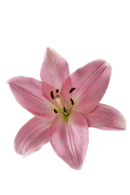 ASIATIC LILY ALBUFEIRA