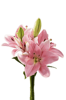 ASIATIC LILY ALBUFEIRA