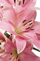 ASIATIC LILY ALBUFEIRA