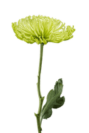 SPIDER MUM ANASTASIA GREEN