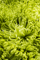 SPIDER MUM ANASTASIA GREEN