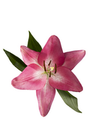 ASIATIC LILY ARBATAX