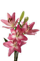 ASIATIC LILY ARBATAX