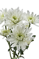 CUSHION ARCTIC QUEEN