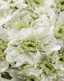 CUSHION ARCTIC QUEEN