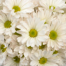 DAISY ATLANTIS WHITE