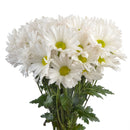 DAISY ATLANTIS WHITE