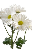 DAISY ATLANTIS WHITE