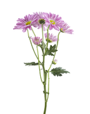 DAISY ATLANTIS DARK PINK