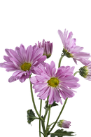 DAISY ATLANTIS DARK PINK