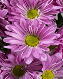 DAISY ATLANTIS DARK PINK