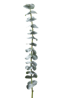 EUCALYPTUS BABY BLUE