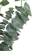 EUCALYPTUS BABY BLUE