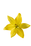 ASIATIC LILY BEAU SOLEIL