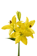 ASIATIC LILY BEAU SOLEIL