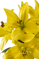 ASIATIC LILY BEAU SOLEIL