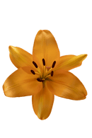 ASIATIC LILY CAESARS PALACE