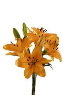 ASIATIC LILY CAESARS PALACE