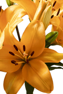 ASIATIC LILY CAESARS PALACE