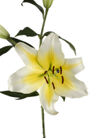 ORIENTAL LILY CONCA D OR