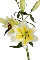 ORIENTAL LILY CONCA D OR