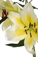 ORIENTAL LILY CONCA D OR