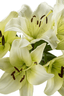 ASIATIC LILY COURIER