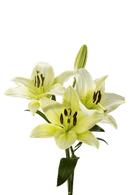 ASIATIC LILY COURIER